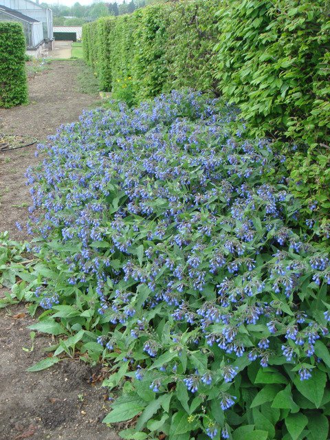 Symphytum caucasicum en bord de haie